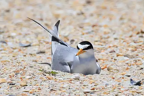 Image of Least Tern