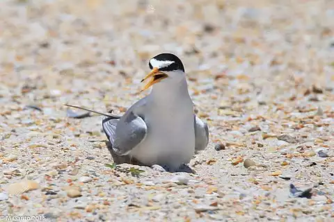 Image of Least Tern