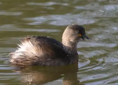 Image of Least Grebe