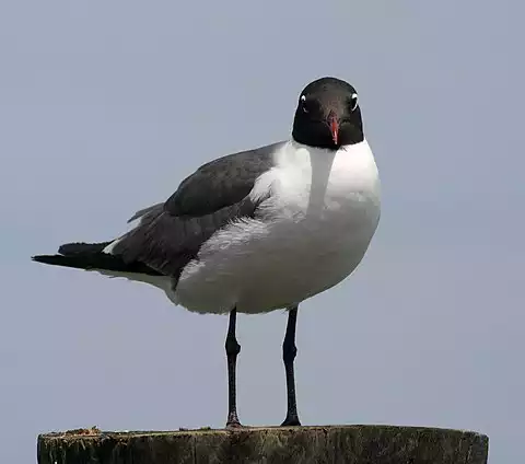 Image of Laughing Gull