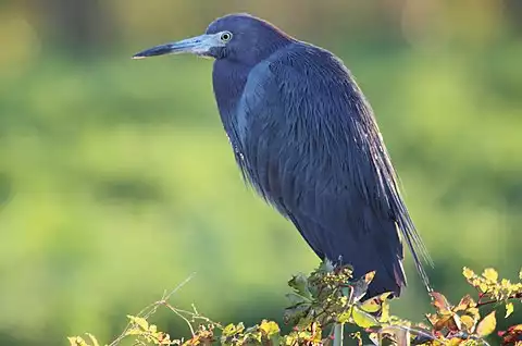 Image of Little Blue Heron