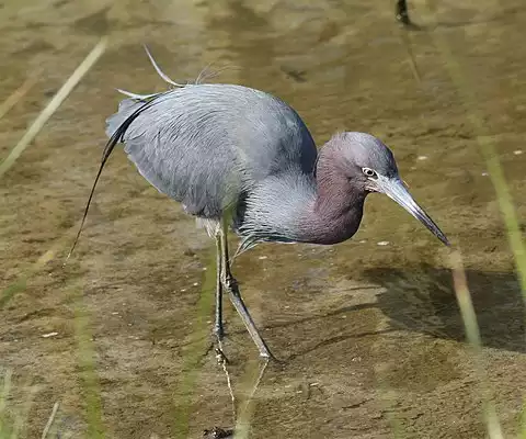 Image of Little Blue Heron