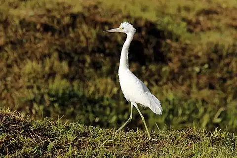 Image of Little Blue Heron