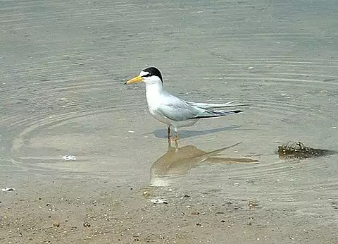 Image of Least Tern