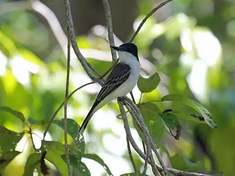 Image of Loggerhead Kingbird