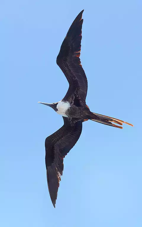 Image of Magnificent Frigatebird