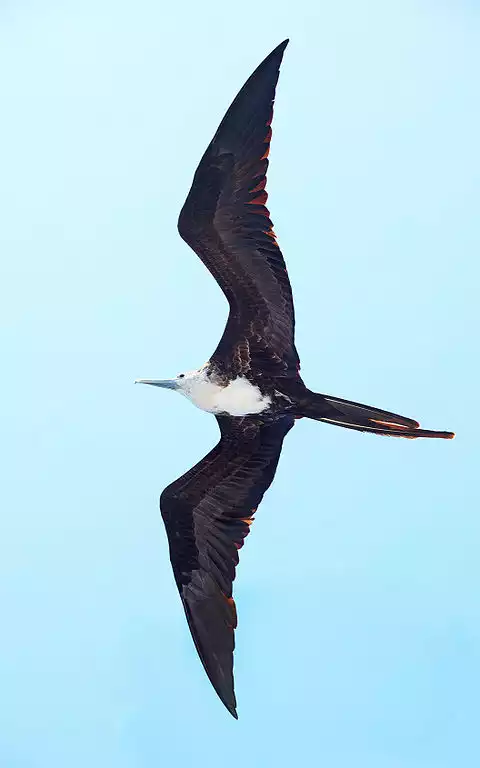 Image of Magnificent Frigatebird