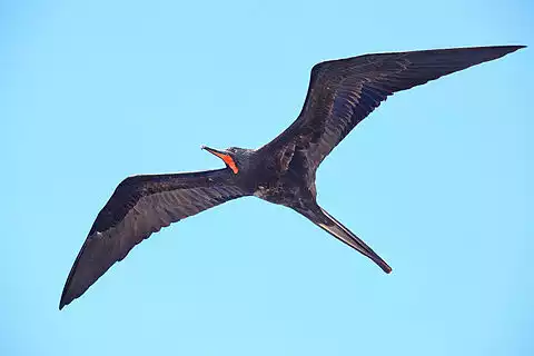 Image of Magnificent Frigatebird