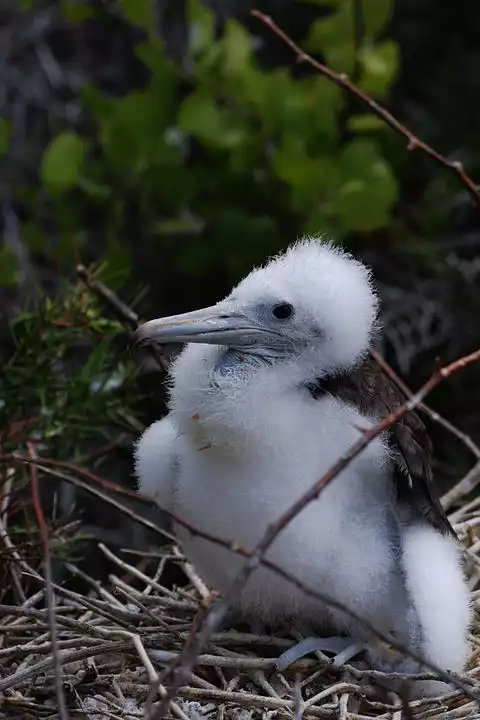 Image of Magnificent Frigatebird