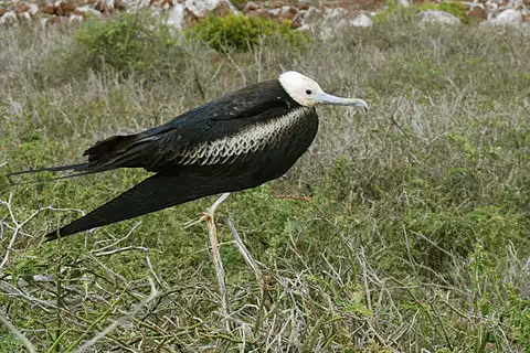 Image of Magnificent Frigatebird