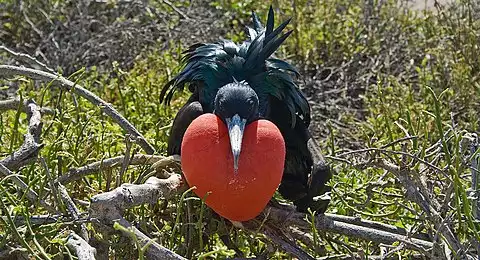 Image of Magnificent Frigatebird