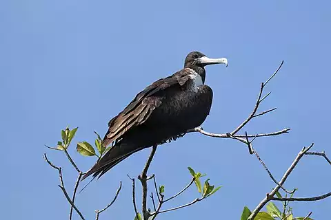 Image of Magnificent Frigatebird