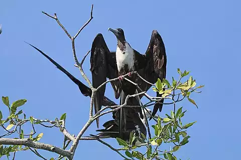 Image of Magnificent Frigatebird