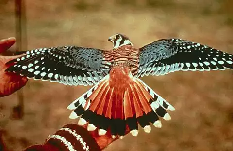 Image of American Kestrel