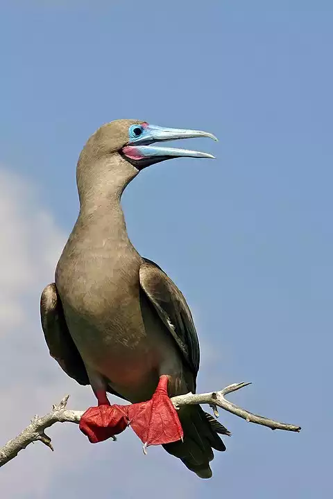 Image of Red-footed Booby