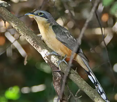 Image of Mangrove Cuckoo