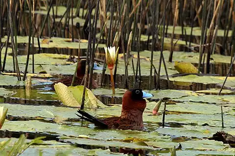 Image of Masked Duck