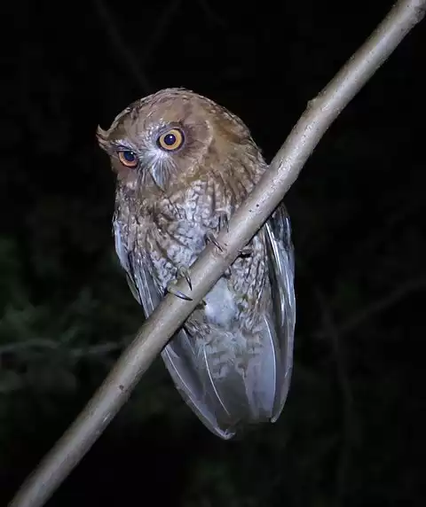 Image of Puerto Rican Owl