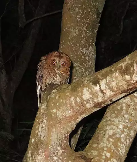 Image of Puerto Rican Owl