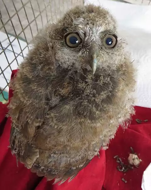 Image of Puerto Rican Owl