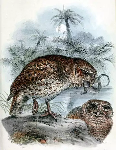 Image of Puerto Rican Owl