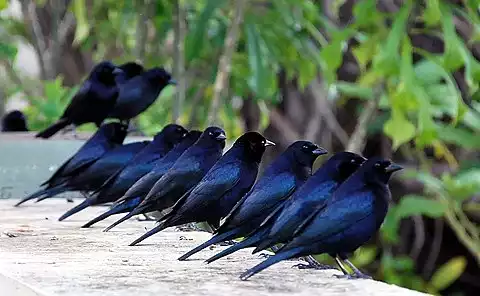 Image of Shiny Cowbird