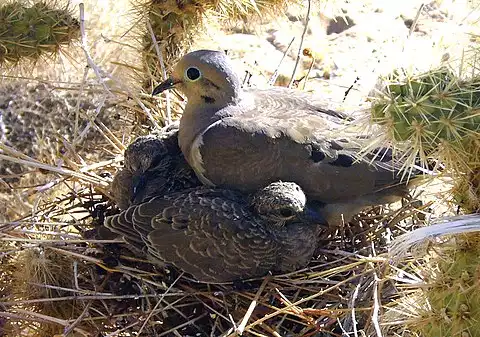 Image of Mourning Dove