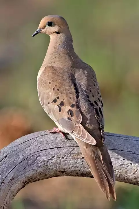 Image of Mourning Dove