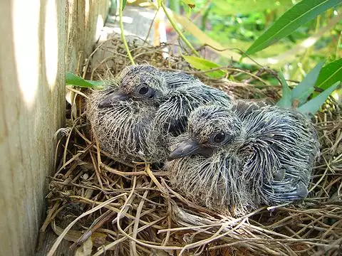 Image of Mourning Dove