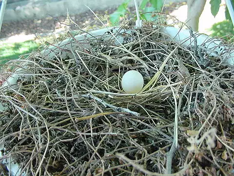 Image of Mourning Dove