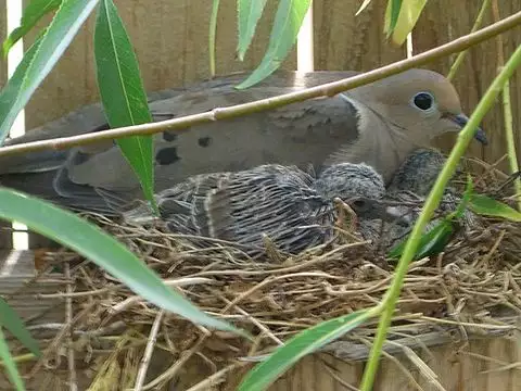 Image of Mourning Dove