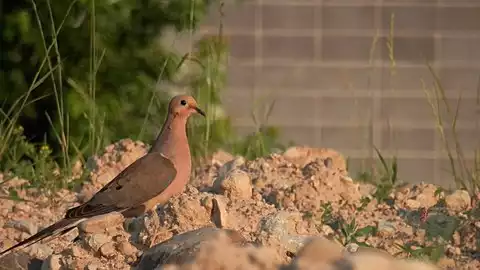 Image of Mourning Dove