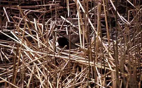 Image of American Coot