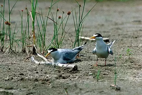 Image of Least Tern