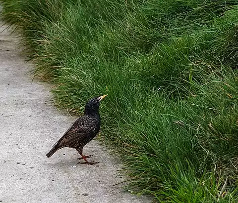 Image of European Starling