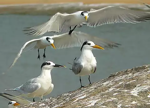 Image of Sandwich Tern