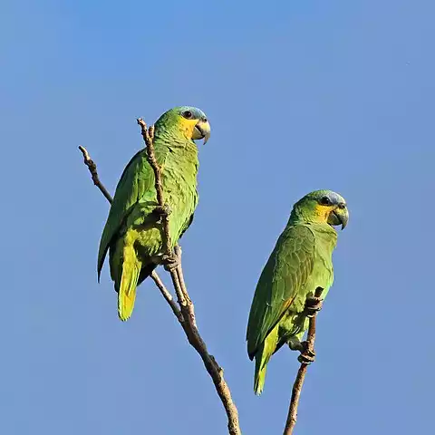 Image of Orange-winged Parrot