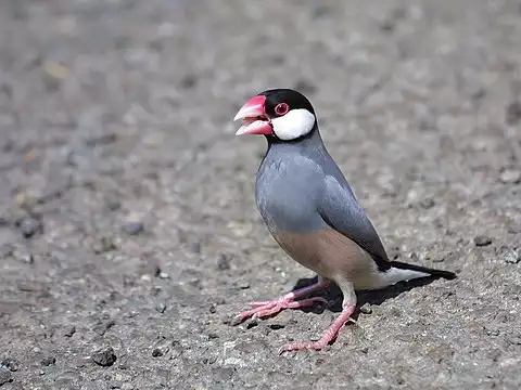 Image of Java Sparrow