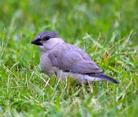 Image of Java Sparrow