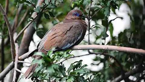 Image of White-winged Dove