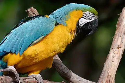 Image of Blue-and-yellow Macaw