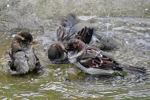 Image of House Sparrow