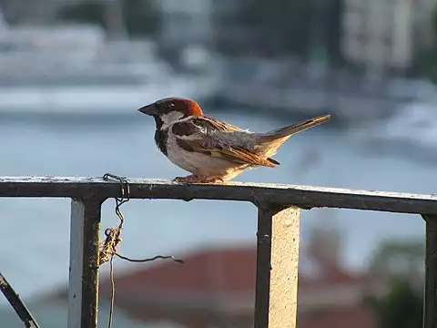 Image of House Sparrow