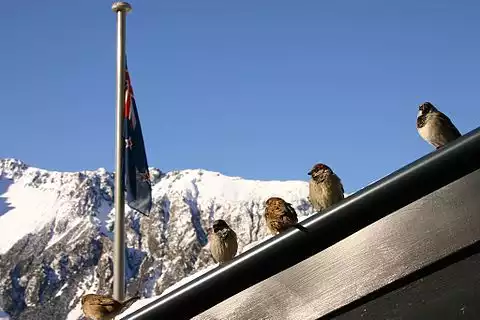 Image of House Sparrow