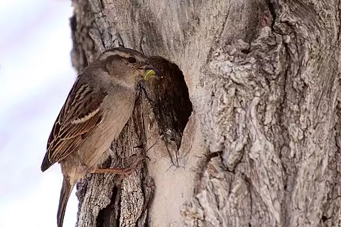 Image of House Sparrow