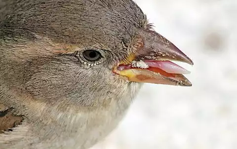 Image of House Sparrow