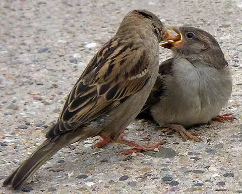 Image of House Sparrow