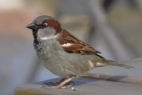 Image of House Sparrow