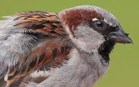 Image of House Sparrow