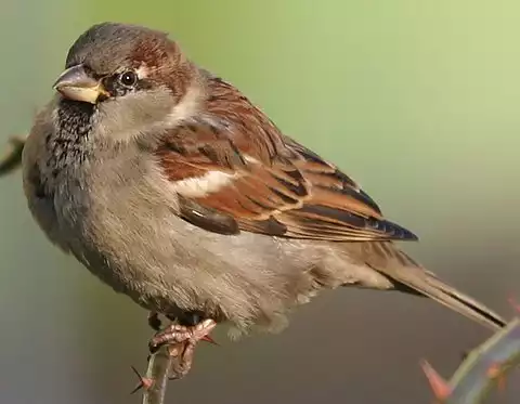 Image of House Sparrow